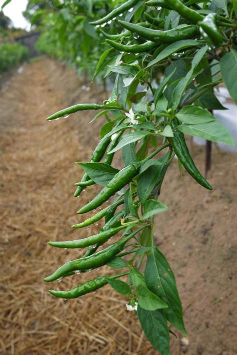 辣椒長在哪裡|辣椒（茄科辣椒属的一种植物）